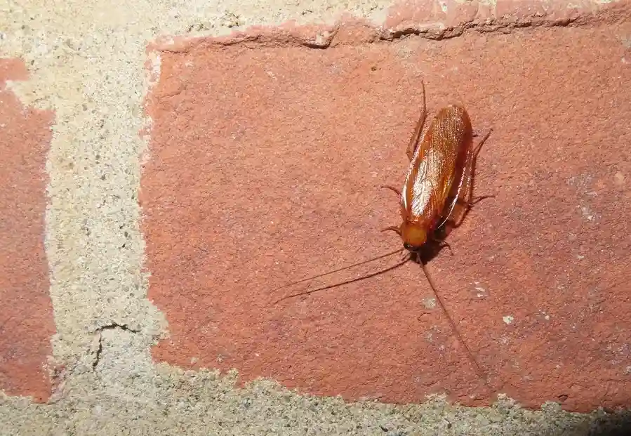 Wood Roach 