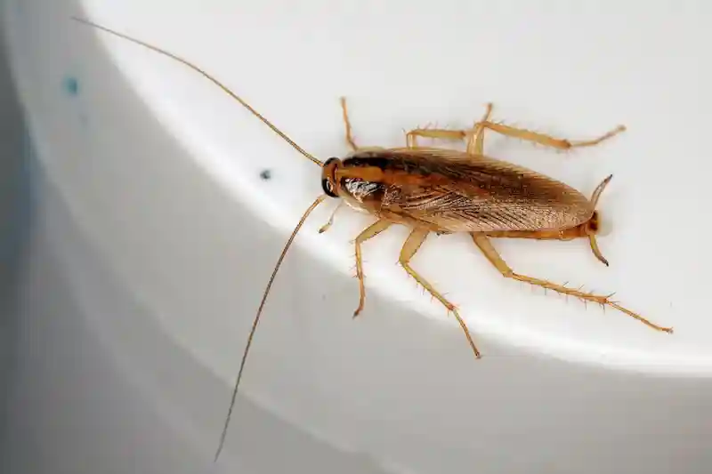 German Roach